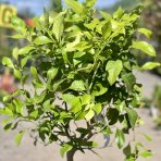 Limetka (Citrus × aurantiifolia) ´BEARSS´ – výška 110-130 cm, obvod kmeňa 8/10 cm, kont. C25L